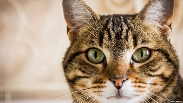 Why do cats purr?