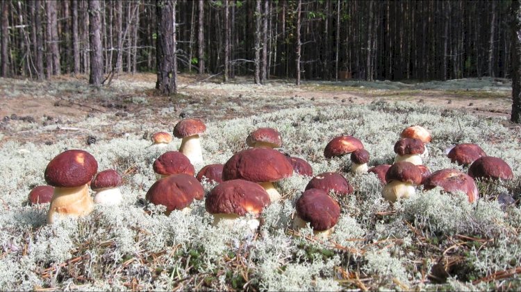 Самые частые ошибки грибников