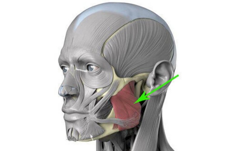 Как определить в тонусе ли ваша жевательная мышца и как она влияет на лицо