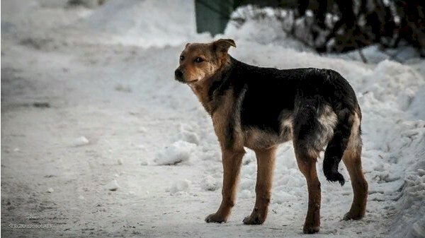 Бродячие собаки в городе